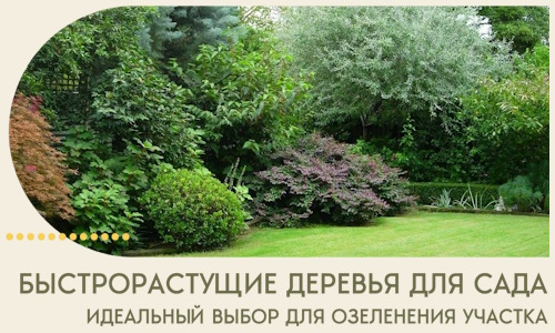 Быстрорастущие деревья для сада идеальный выбор в Ломоносове