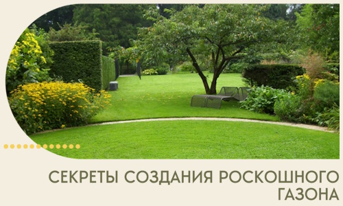 Секреты создания роскошного газона в Ломоносове
