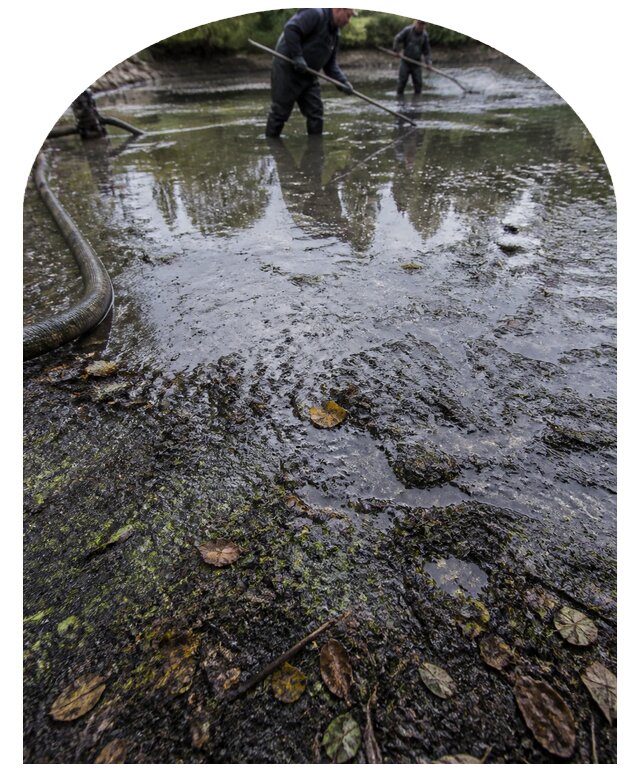 Очистка пруда в Ломоносове от ила мусора и водорослей с вывозом